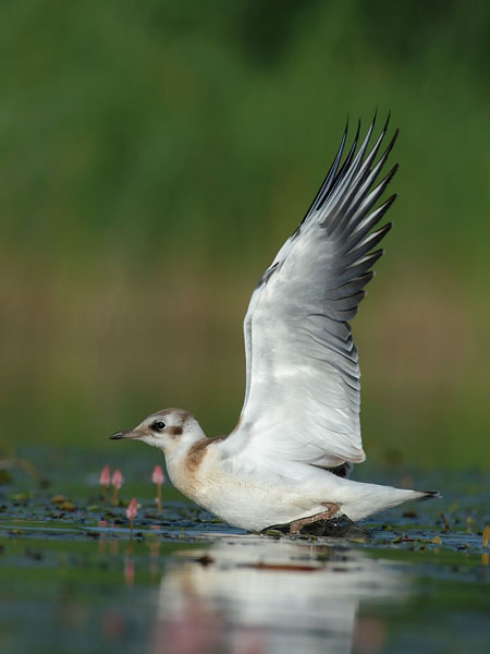 Naurulokki, Black-headed Gull, Larus ridibundus
